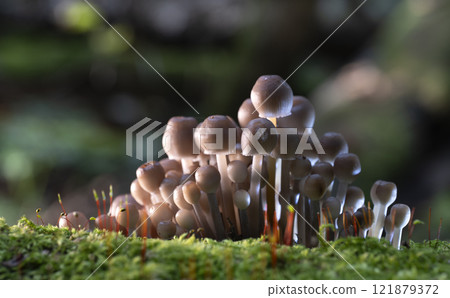 Group of mushrooms, Mycena leptocephala, growing on a tree trunk in the autumn forest. Group of mushrooms, Mycena leptocephala, growing on a tree trunk in the autumn forest. 121879372