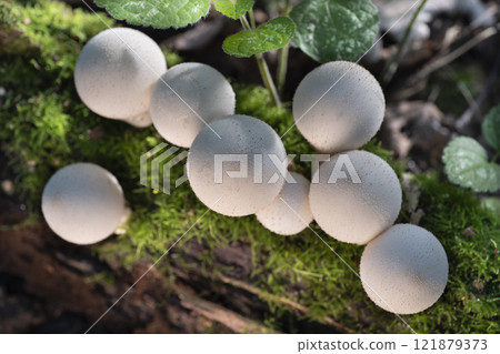 Group of edible mushrooms growing on a tree trunk in the autumn forest. 121879373