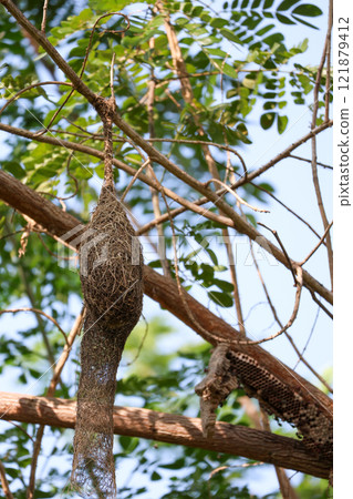 Close up nest bird from leaf dry in nature garden on tree Close up nest bird from leaf dry in nature garden on tree 121879412