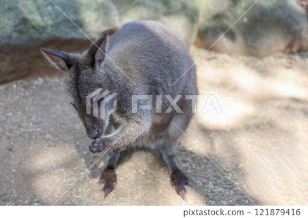 The Tammar Wallaby is small animal and cute in Australia 121879416