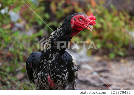 The fighting chicken in garden nature farm The fighting chicken in garden nature farm 121879422