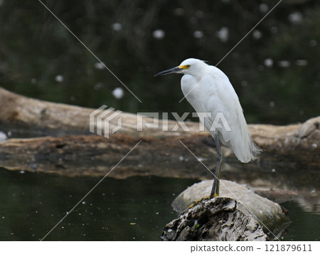 Snowy Egret Standing by the Water Snowy Egret Standing by the Water 121879611