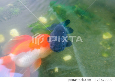 Goldfish in aquarium fish pond close up Goldfish in aquarium fish pond close up 121879900