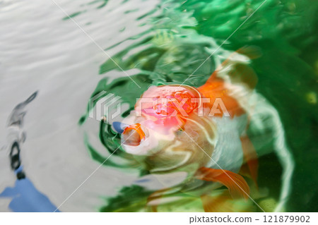 Goldfish in aquarium fish pond close up Goldfish in aquarium fish pond close up 121879902