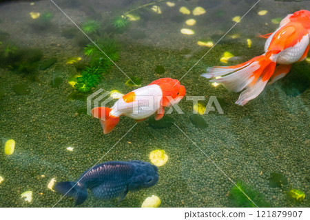 Goldfish in aquarium fish pond close up 121879907