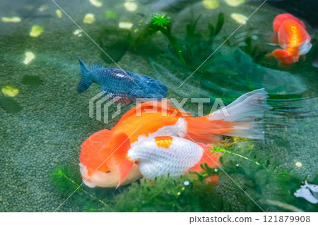 Goldfish in aquarium fish pond close up 121879908
