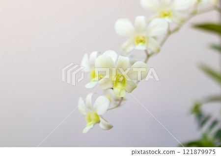 Beautiful Orchid flower blooming in garden floral background Beautiful Orchid flower blooming in garden floral background 121879975