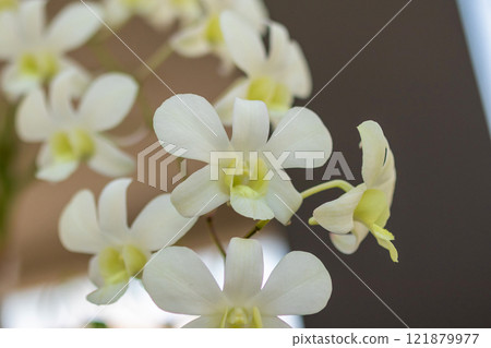 Beautiful Orchid flower blooming in garden floral background Beautiful Orchid flower blooming in garden floral background 121879977