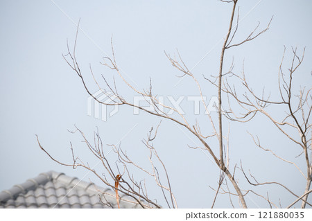 Dry tree branches with blue sky Dry tree branches with blue sky 121880035