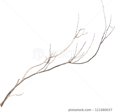 Dry tree branches isolated on white background 121880037