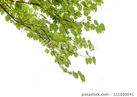 Green leaves on tree branch isolated on white background Green leaves on tree branch isolated on white background 121880041