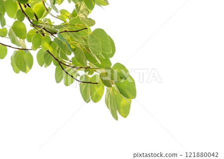 Green leaves on tree branch isolated on white background Green leaves on tree branch isolated on white background 121880042