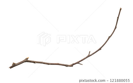 Dry tree branches isolated on white background Dry tree branches isolated on white background 121880055