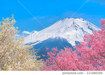 新春富士山櫻花盛開 121880200