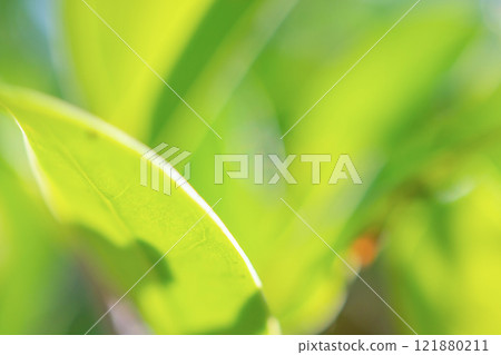 Natural plant green leaf in garden with bokeh background 121880211