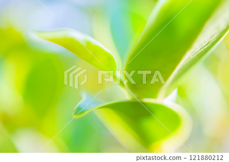 Natural plant green leaf in garden with bokeh background 121880212