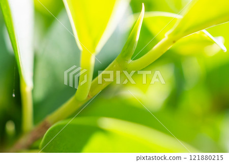 Natural plant green leaf in garden with bokeh background 121880215