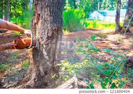 Woodcutter uses chainsaw to cut down tree in wooded area, surrounded by greenery house in distance. 121880404