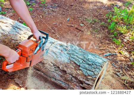Wood chopper operates chainsaw to slice through log in wooded environment under bright sunlight. 121880427