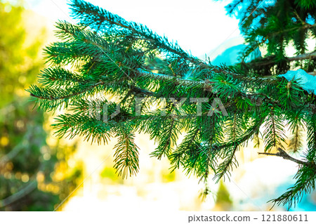 bright green young pine branches with needles. Pine. bright green young pine branches with needles. Pine. 121880611