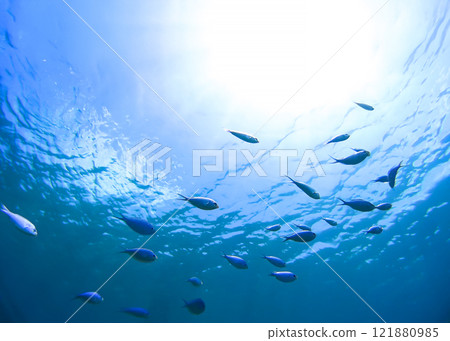 Nishihama Beach underwater photograph of Okinawa Akajima Nishihama Beach underwater photograph of Okinawa Akajima 121880985