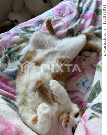 An orange cat is lying on its back, paws up. The cat is resting. Shot from above. An orange cat is lying on its back, paws up. The cat is resting. Shot from above. 121881051