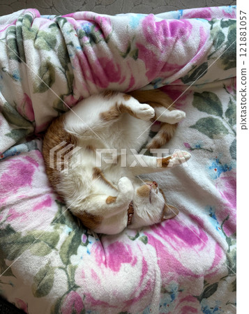 An orange cat is resting, lying on its back with its paws up. The owner is resting nearby under a blanket. High-Angle Shot 121881057