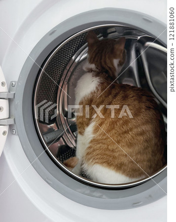 An orange cat is in the drum of a washing machine. 121881060