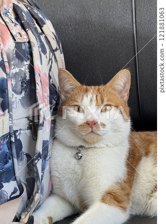 An orange cat is lying on a leather seat in the electric train. It is resting on a backpack. Close-up. 121881063