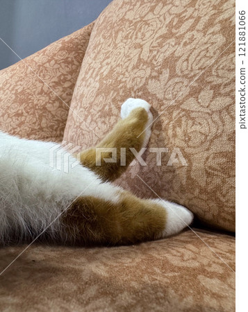 Close-up of the paws of an orange cat. Sleeping cat. Close-up. 121881066