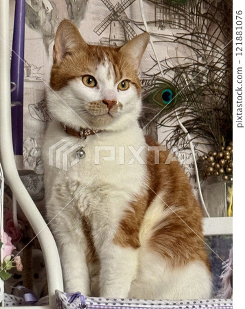 An orange cat is sitting among interior items. An orange cat is sitting among interior items. 121881076