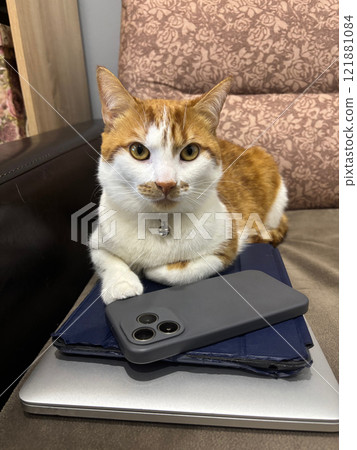 An orange cat is lying on a stack of gadgets. The cat is on a laptop, tablet, and smartphone. 121881084