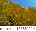 Ginkgo colored yellow 121881114