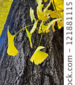 Gingko biloba 121881115