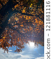 Autumn leaves and sunlight 121881116