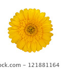 Yellow gerbera on a white background 121881164