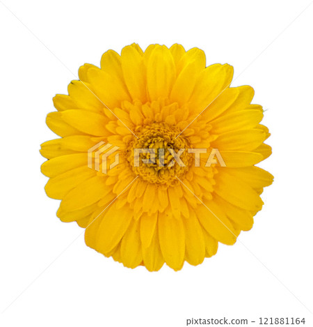 在白色背景上的黃色非洲菊 在白色背景上的黃色非洲菊 121881164