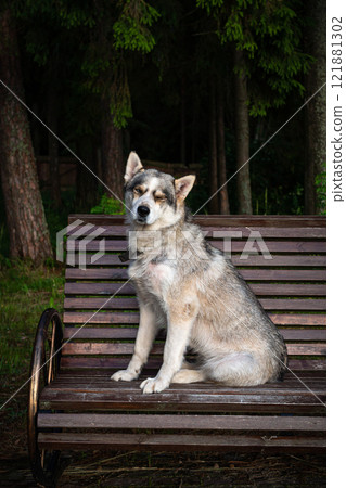 cute Siberian dog, sitting on a park bench. cute Siberian dog, sitting on a park bench. 121881302