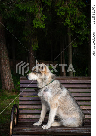 cute Siberian dog, sitting on a park bench. 121881303