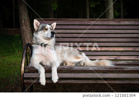 cute Siberian dog, sitting on a park bench. 121881304