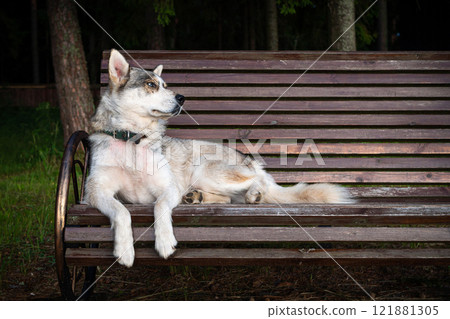 cute Siberian dog, sitting on a park bench. 121881305