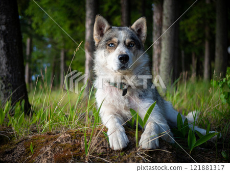 Portrait of a Siberian dog breed during sunset in a meadow. 121881317