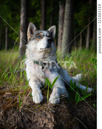 Portrait of a Siberian dog breed during sunset in a meadow. Portrait of a Siberian dog breed during sunset in a meadow. 121881319