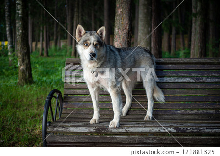 cute Siberian dog, sitting on a park bench. cute Siberian dog, sitting on a park bench. 121881325
