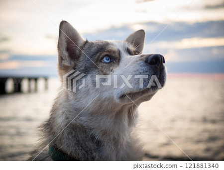 Close-up of a Siberian dog on the beach, gazing intently into the distance with a calm look. Close-up of a Siberian dog on the beach, gazing intently into the distance with a calm look. 121881340