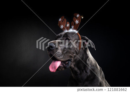 Portrait of a thoroughbred dog in a deer antler hat, highlighted on a black background. 121881662