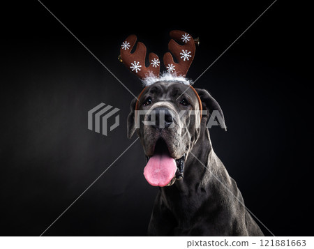 Portrait of a thoroughbred dog in a deer antler hat, highlighted on a black background. 121881663
