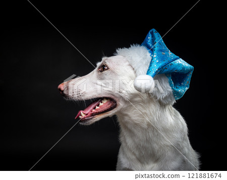 Portrait of a purebred dog in a Santa Claus hat, highlighted on a black background. Portrait of a purebred dog in a Santa Claus hat, highlighted on a black background. 121881674