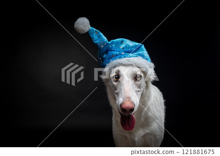 Portrait of a purebred dog in a Santa Claus hat, highlighted on a black background. Portrait of a purebred dog in a Santa Claus hat, highlighted on a black background. 121881675