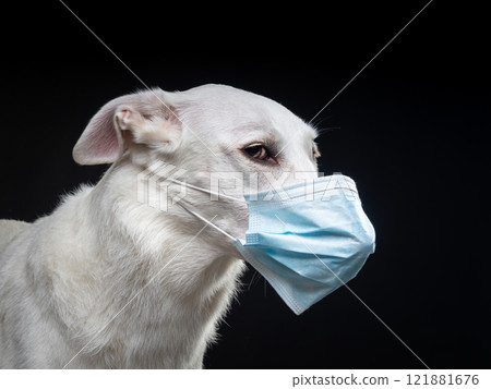 Portrait of a white dog in a protective medical mask on a black background. 121881676
